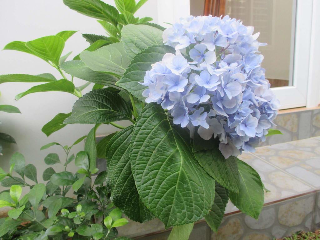 Manh Duyen Garden Homestay Дуонг-Донг Экстерьер фото