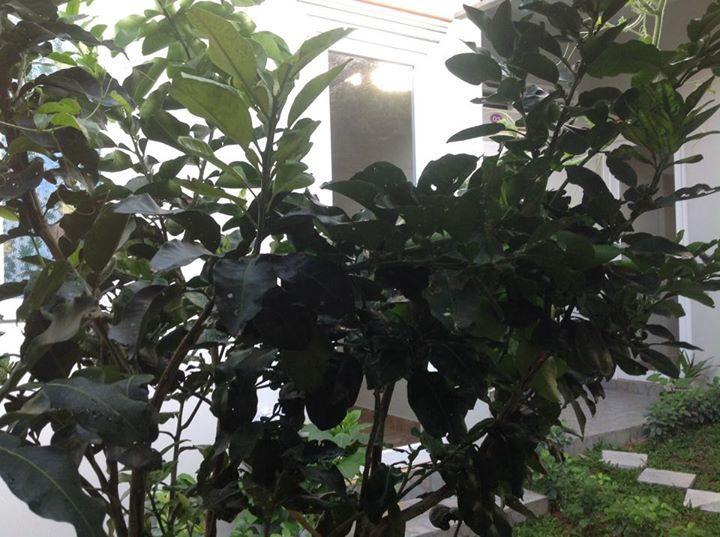 Manh Duyen Garden Homestay Дуонг-Донг Экстерьер фото