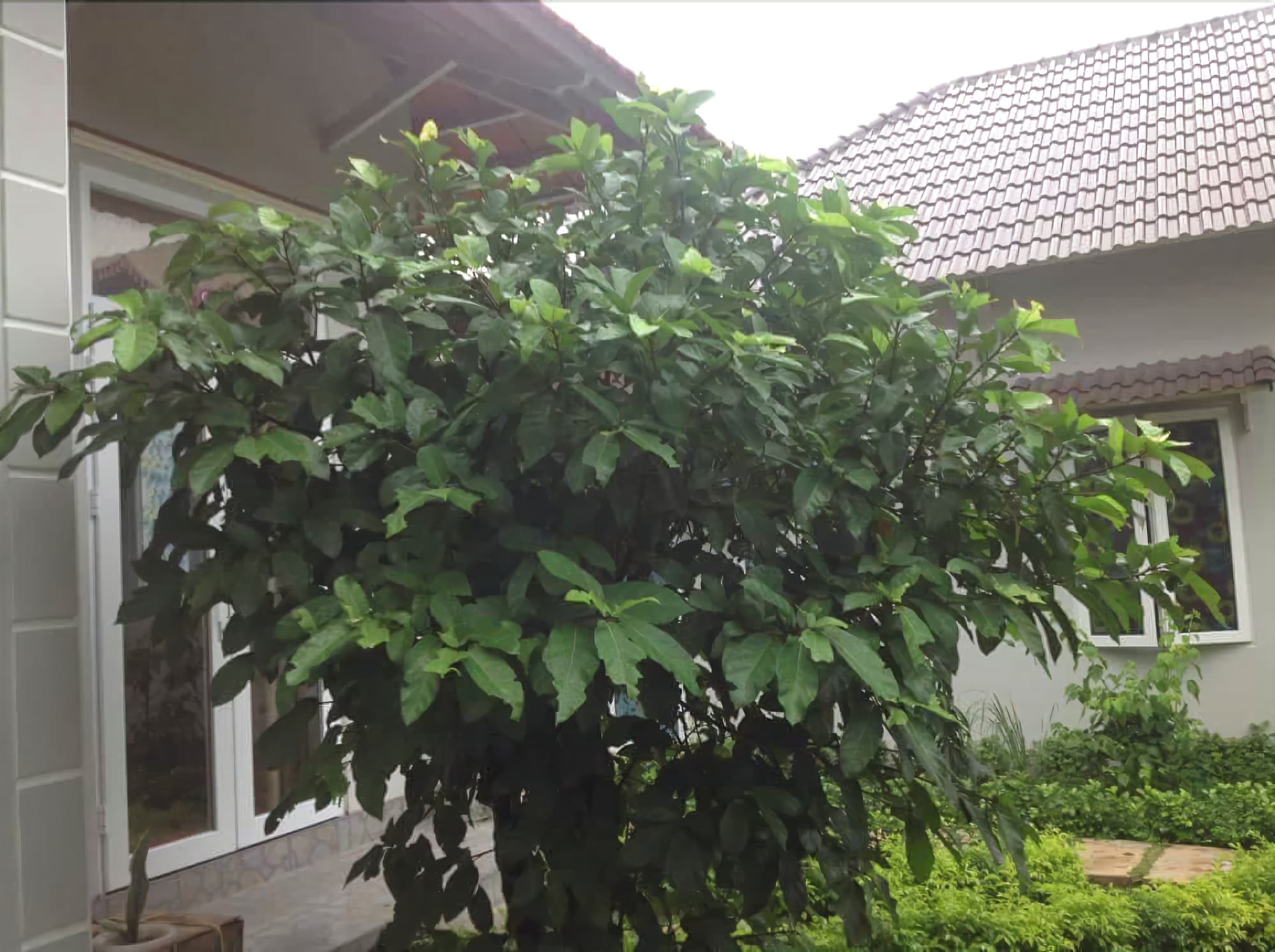 Manh Duyen Garden Homestay Дуонг-Донг Экстерьер фото